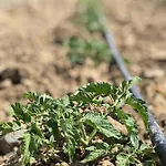 Bed & Breakfast Limon Datca Datca