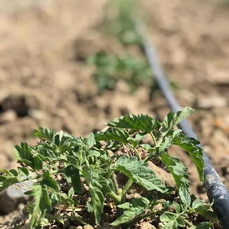 Bed & Breakfast Limon Datca Datca